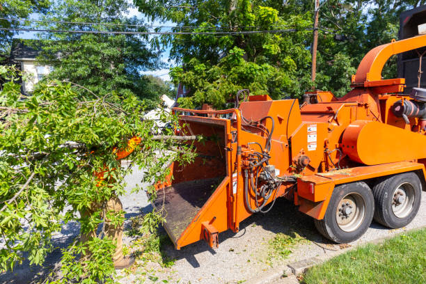 Best Dead Tree Removal  in Harlingen, TX